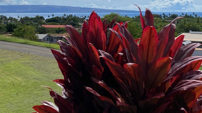 Molokai Lab, DLS